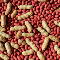 原厂包装四粒红花生种子绿宝黑色花生种高产种植籽五谷杂粮包