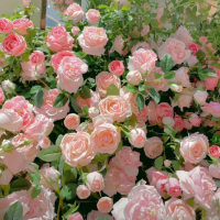 玫瑰花种籽子四季开花盆栽花卉植物室内外鲜花种子易爆盆庭院阳台