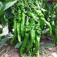 蔬菜种子原装四季播种庭院阳台农家盆栽螺丝朝天薄皮辣椒种籽子孑