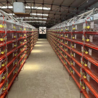 全自动鹌鹑上料机全自动鹌鹑养殖设备多种规格材质可选生产厂家