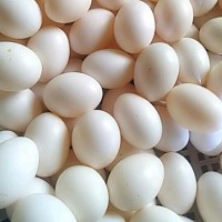 鸽子蛋 量大价更优 营养丰富 非常弹 蛋品里的珍品