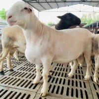 纯澳洲白种公羊 怀孕母羊活体小羊羔 量大优惠视频挑选