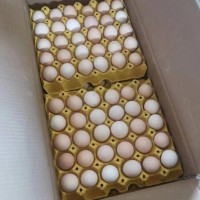 粉壳鸡蛋产地直发量大优惠360枚标准箱装欢迎选购