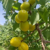 新疆小白杏轮台小白杏现摘现发保质保量一件代发空运包邮