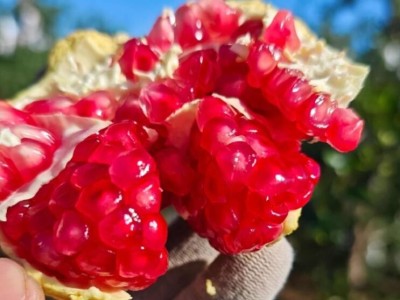 河南灵宝市 突尼斯软籽石榴 黄土高原软籽石榴 鲜甜多汁味道浓