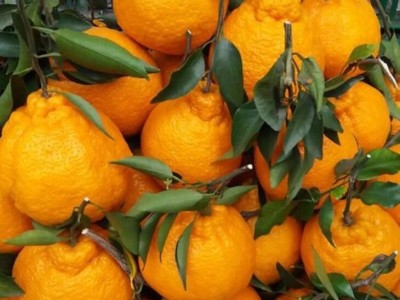 丑橘，不知火 电商一件代发