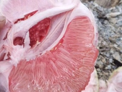 广东梅州三红柚红心柚一级果袋装 2斤以上高糖12度