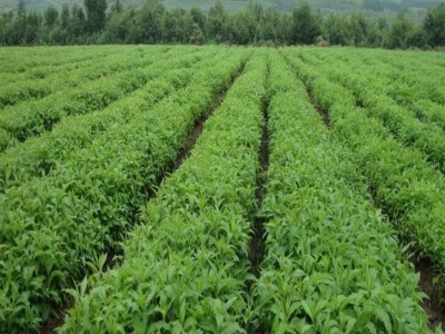 瑞泰丰农业 甘草种子 种籽药材种基地 甘草 药用价值 种植技术