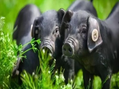 生态黑猪 养殖指导技术 改良品种，易饲养 鸿超农业