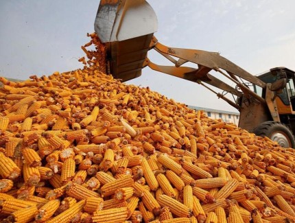 玉米最新价格多少钱一斤？